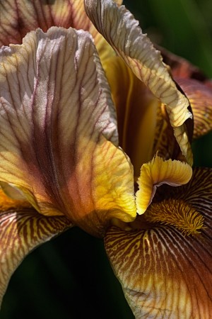 Iris Flower Of Golden